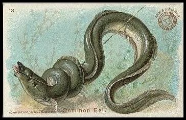 13 Common Eel